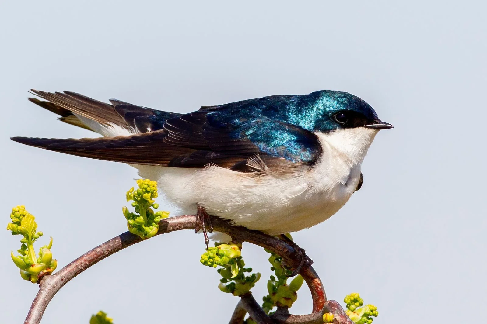 Fall Birding at Floyd Bennett Field with NYC Bird Alliance