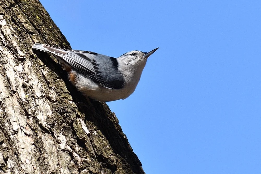 The 125th Audubon Christmas Bird Count with Brooklyn Bird Club
