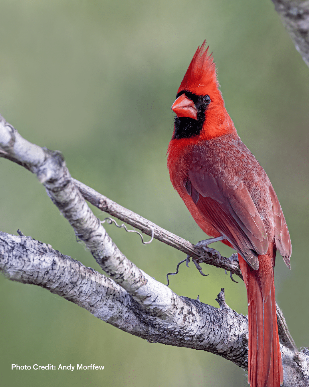 Birding: Winter Birds with NYC Parks