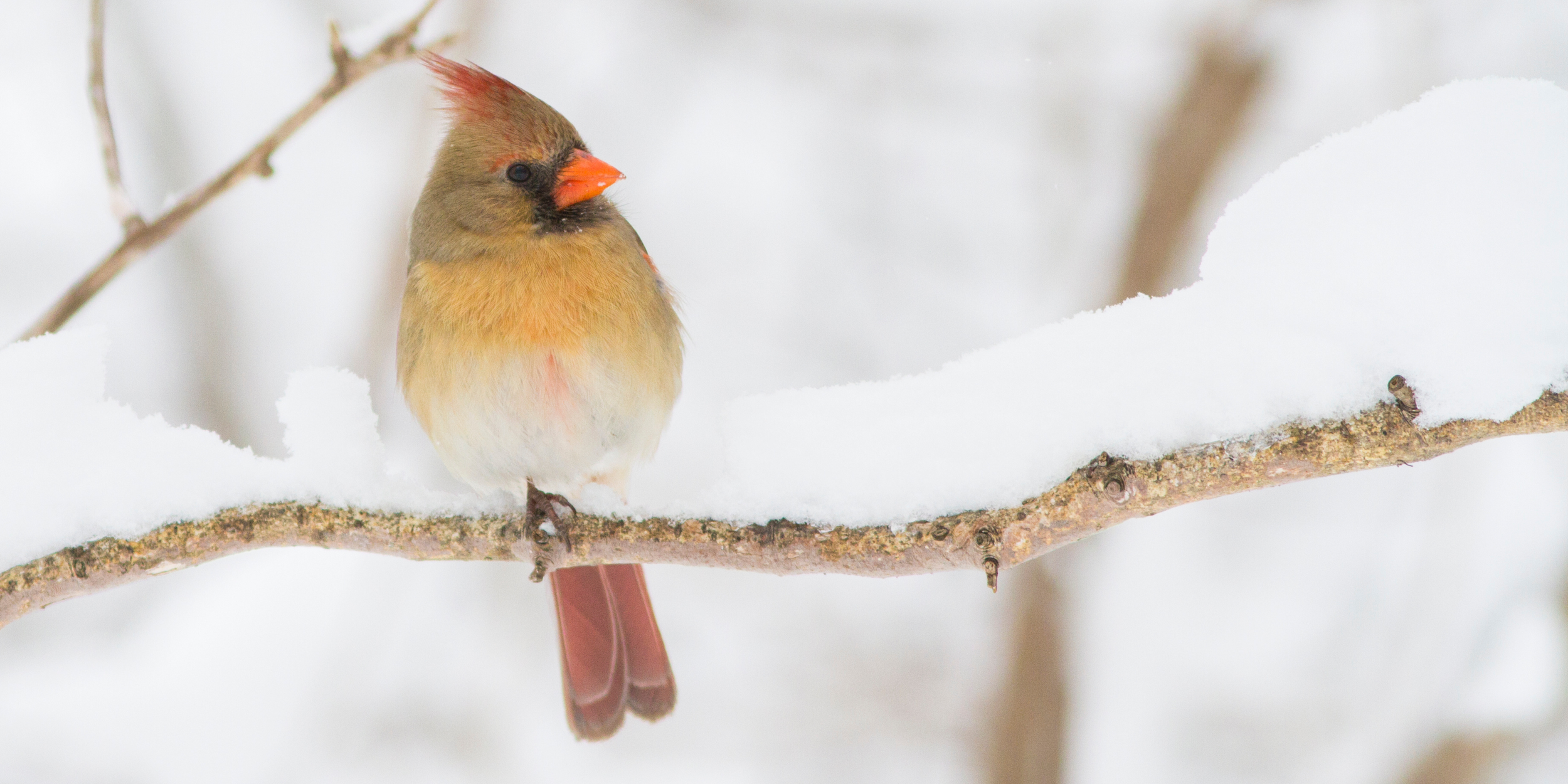 Birding: Winter Birds with NYC Parks