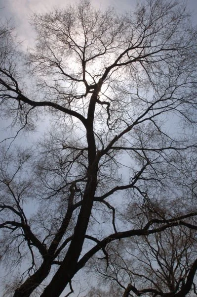 Nature Exploration Hike with NYC Parks