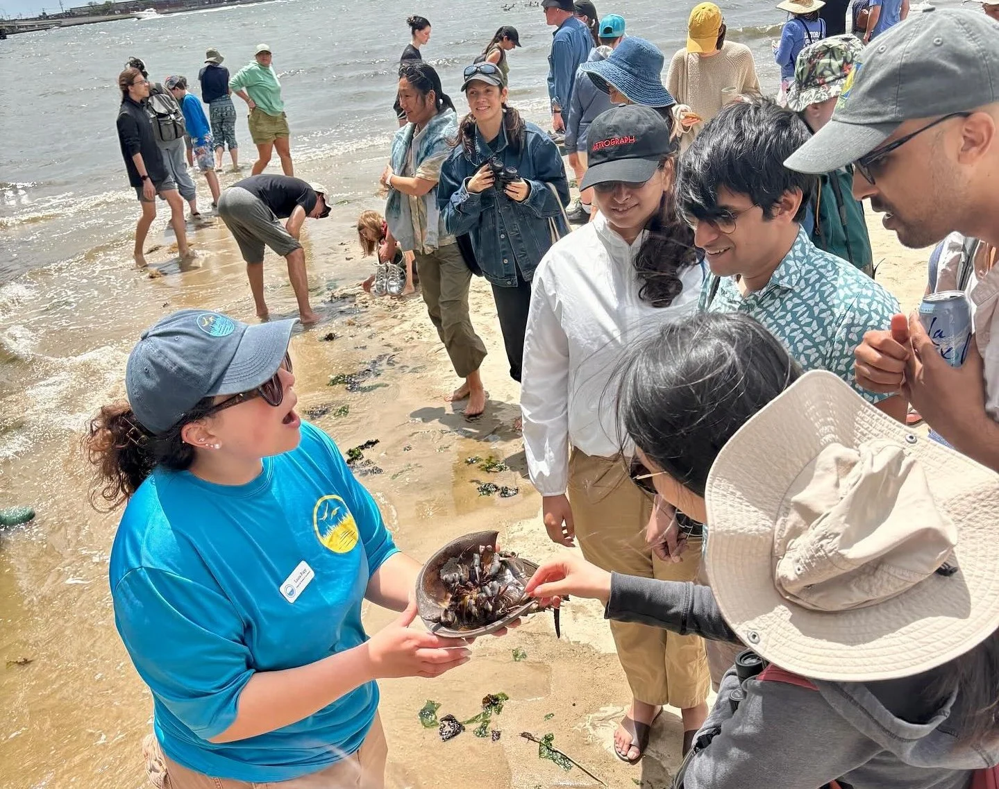 Horseshoe Crab Festival