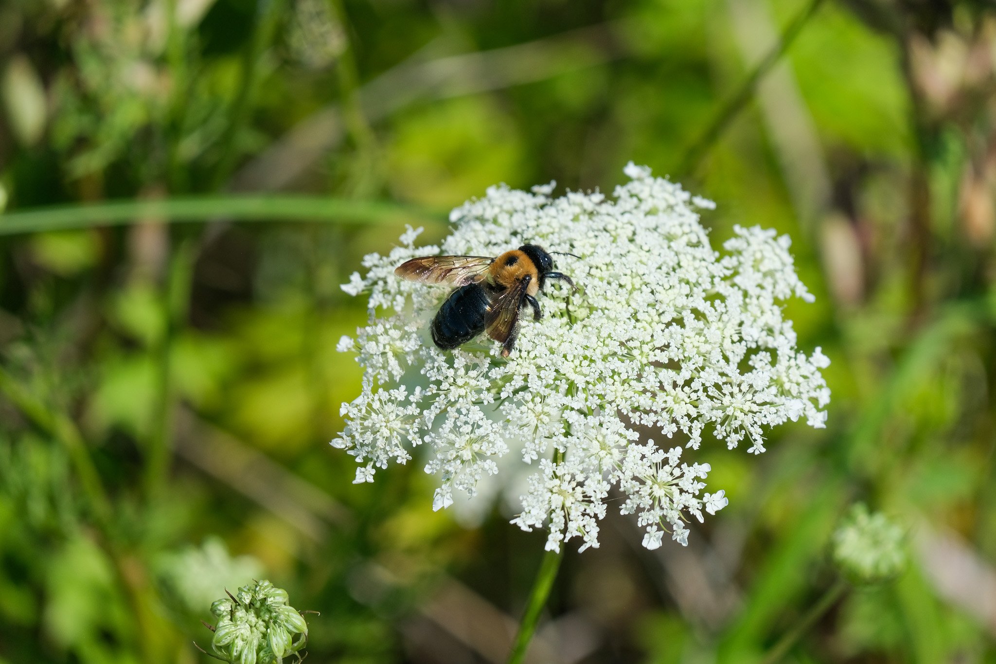 2026 City Nature Challenge BioBlitz