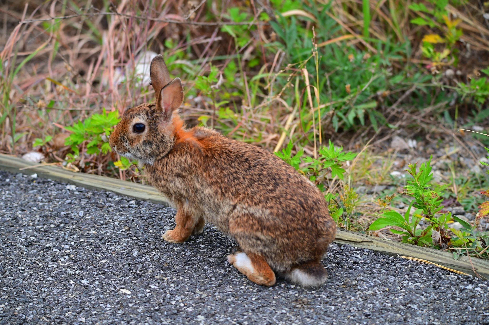 Puppets at the Park: Last One's a Rotten Egg!