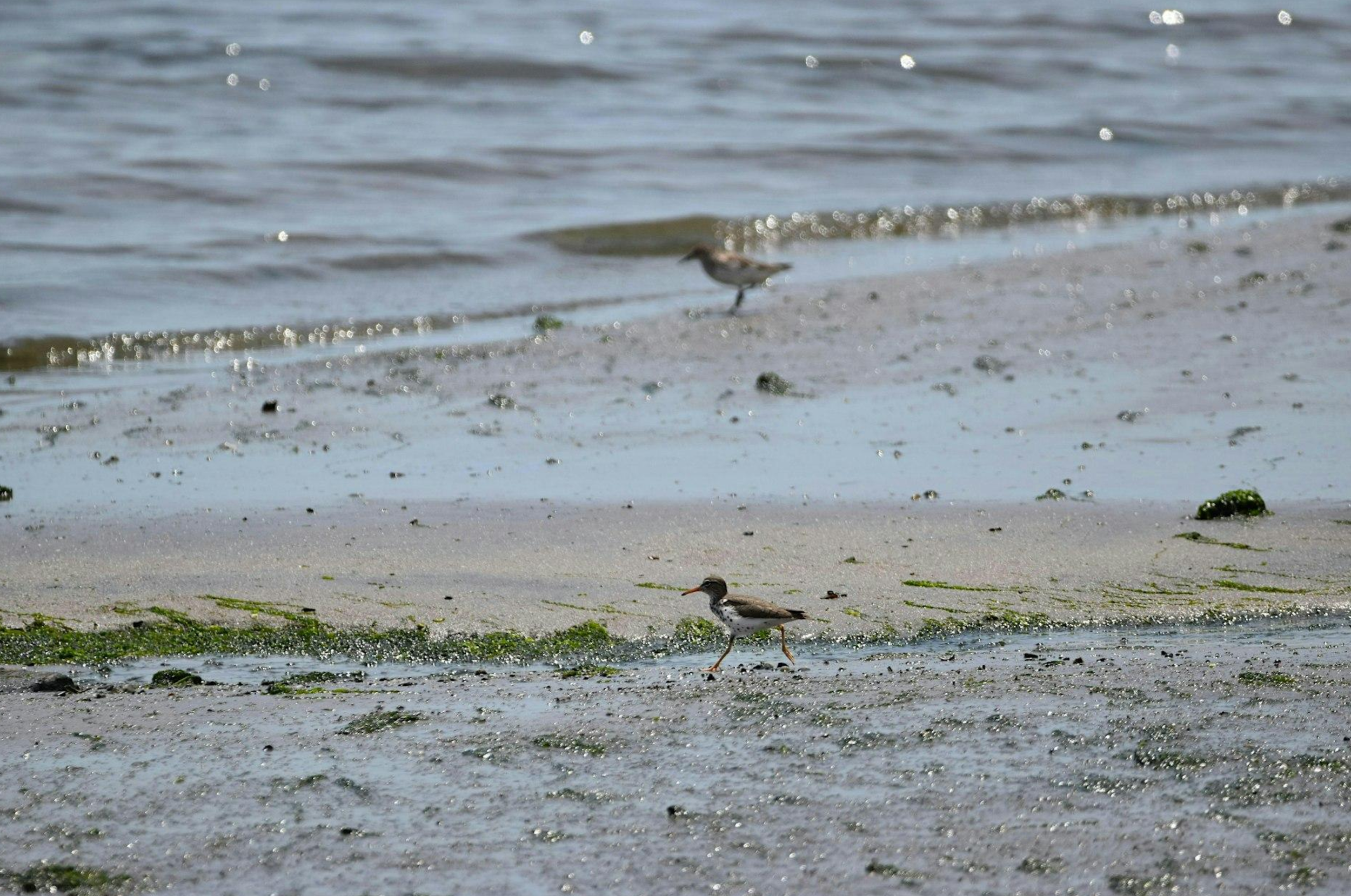 BioBlitz Walk with New York State Parks
