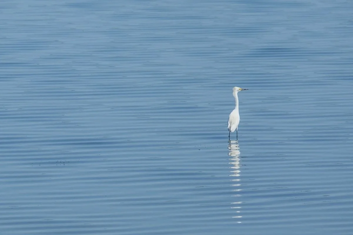 Birding for Beginners with the National Park Service