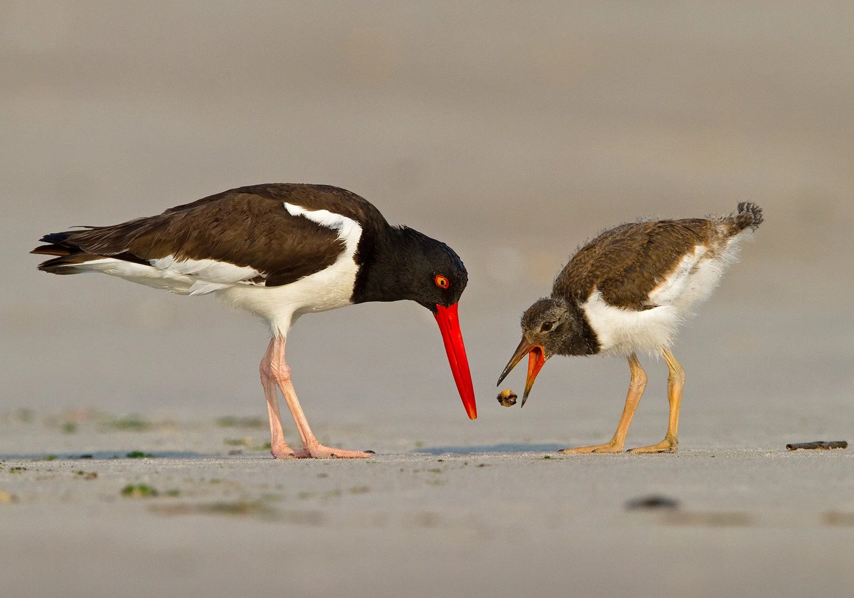 Birding: Shorebird Families with Urban Park Rangers