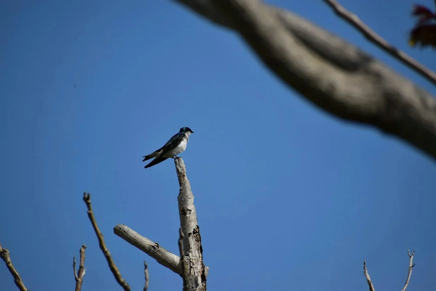World Migratory Bird Day Hike with Shirley Chisholm State Park