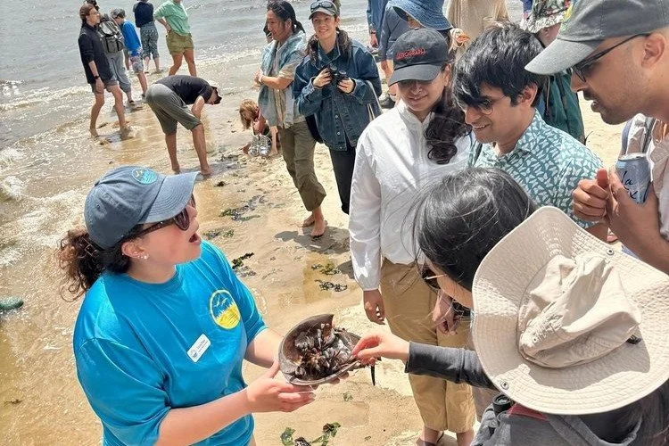 Horseshoe Crab Festival