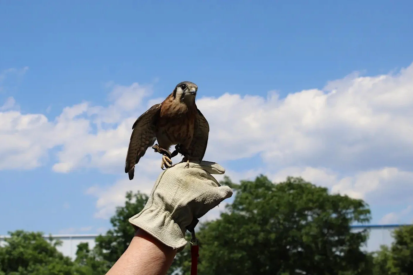 Black Birders Week: Feathered Friends at Shirley Chisholm State Park