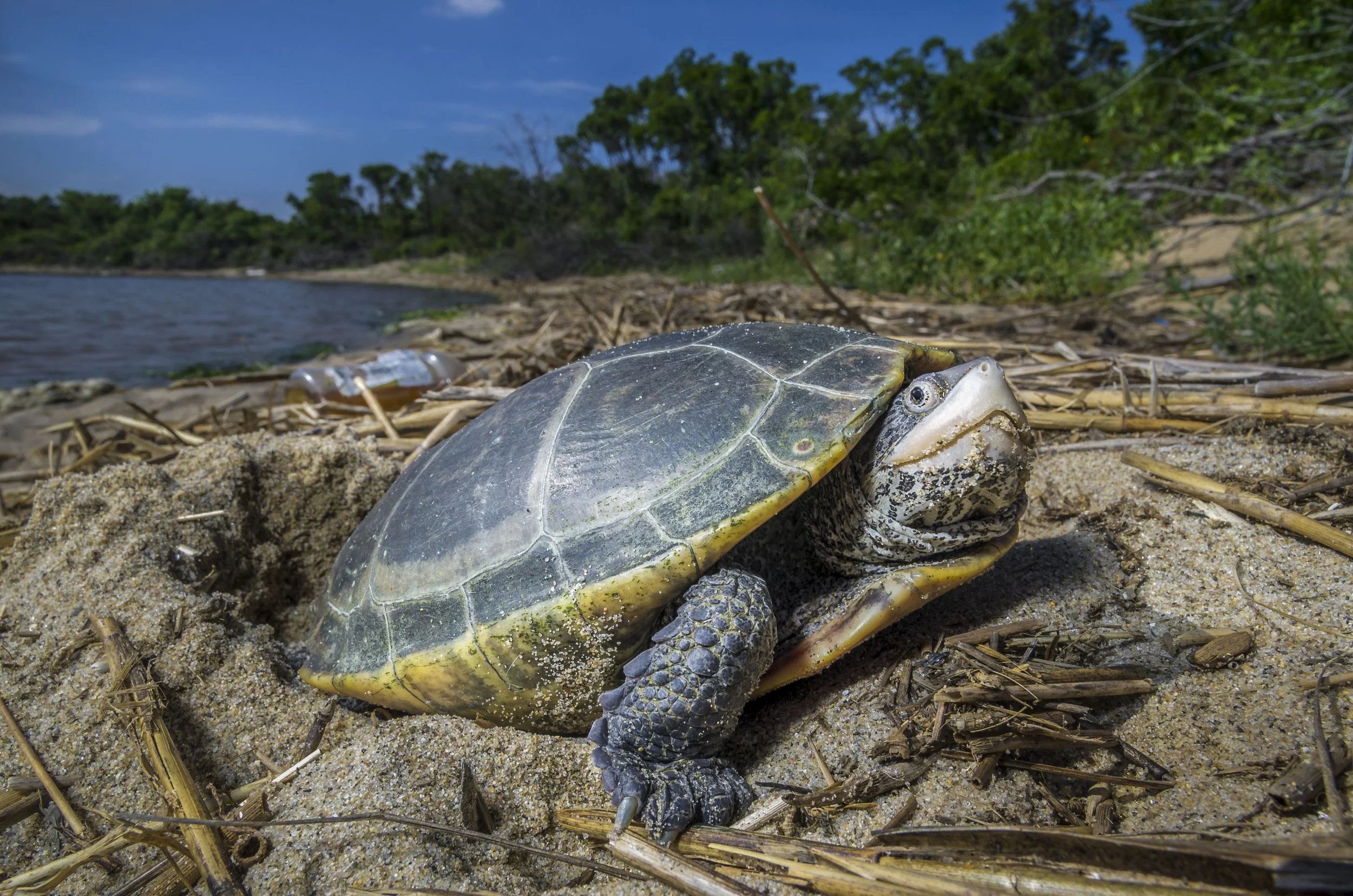 Turtle Count Community Science Program at Marine Park