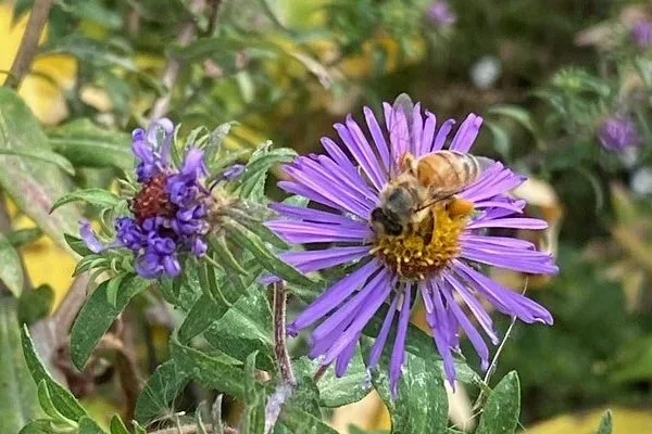 Pollinator Explorers: A JBRPC Family Program at Edgemere Farm