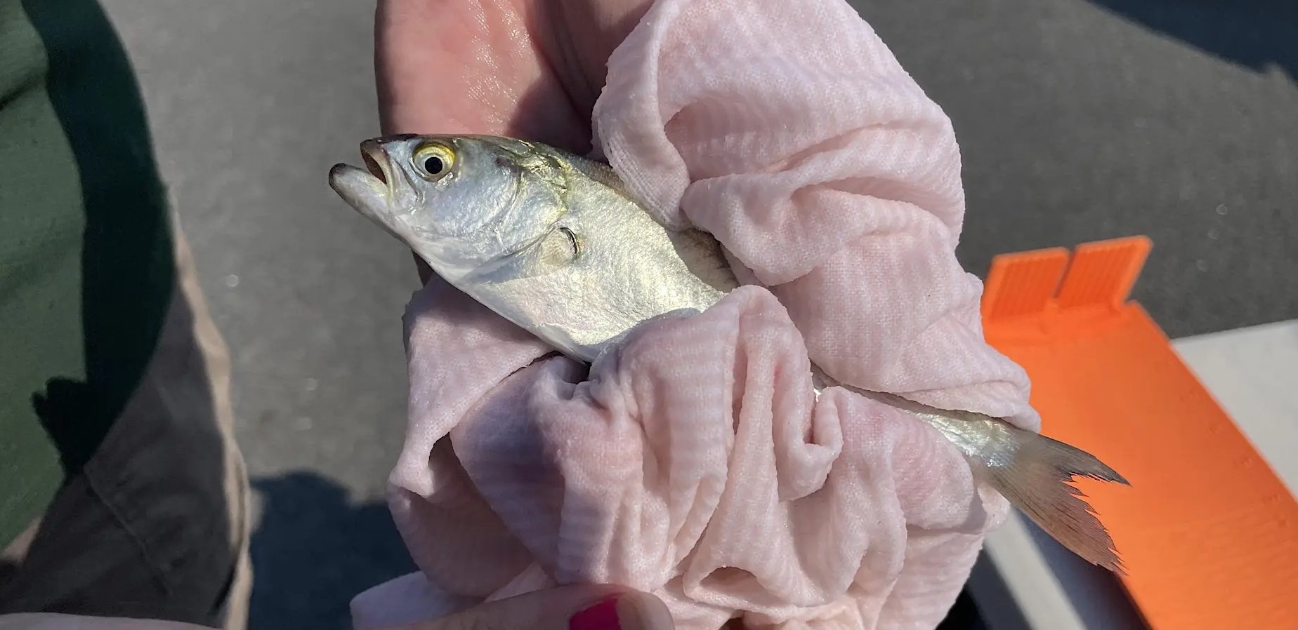 Fishing Frenzy at Shirley Chisholm State Park