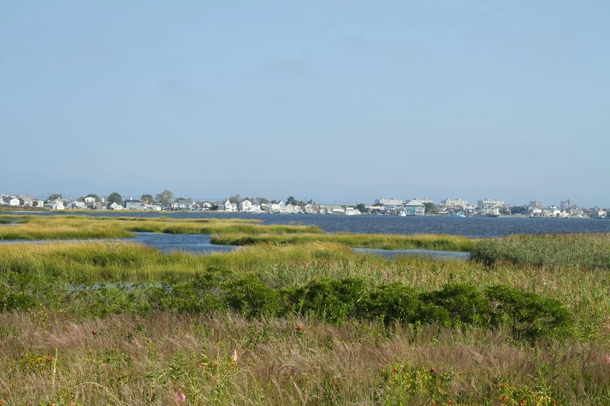 Jamaica Bay Book Club with National Park Service