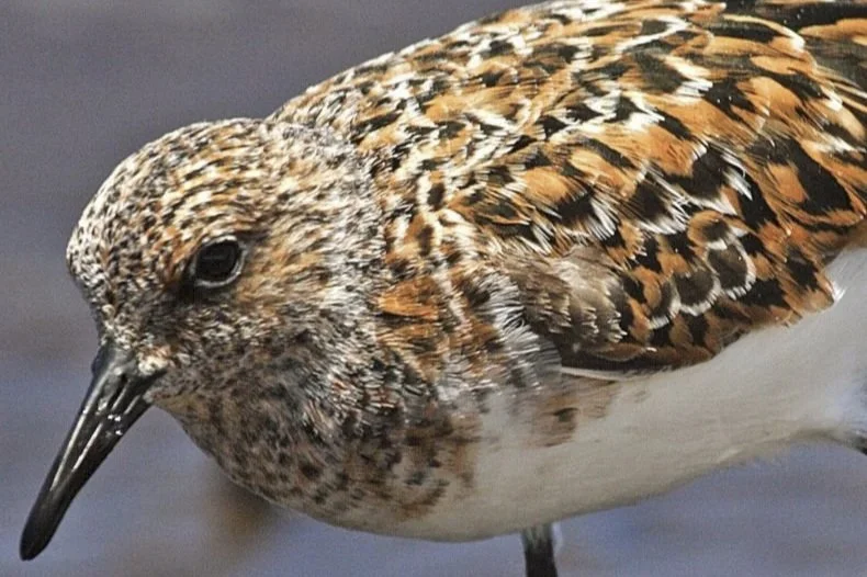 21st Annual Shorebird Festival