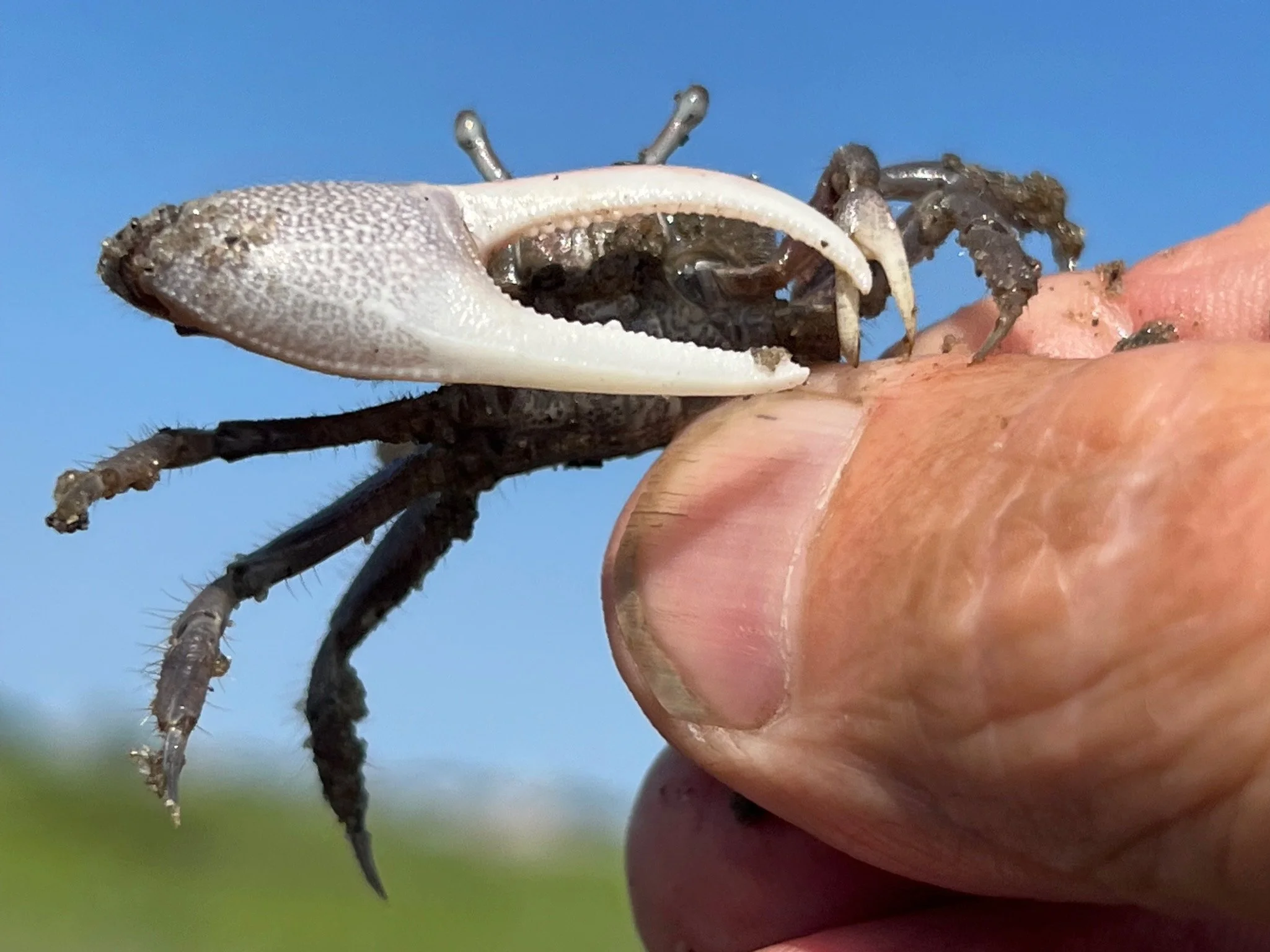 All That Skitters