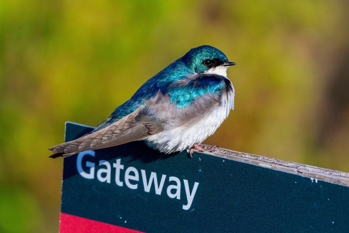 Fall Migration Bird Walk at Jamaica Bay Wildlife Refuge