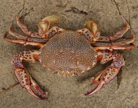 Lady Crab 