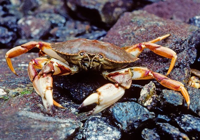 Atlantic Rock Crab