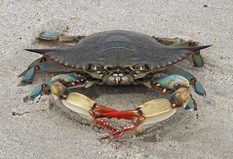 Atlantic Blue Crab