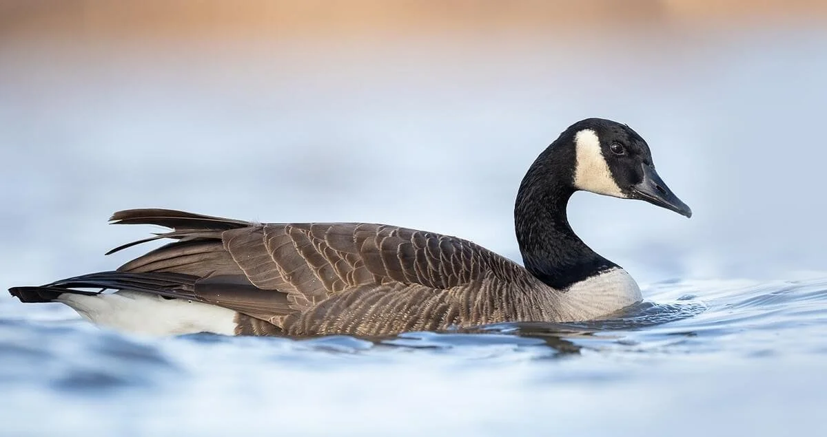 Canada Goose