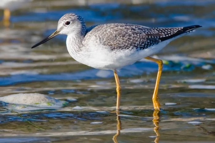 Greater Yellowlegs