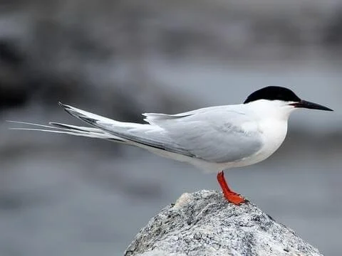 Roseate Tern