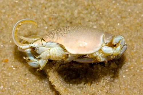 Atlantic Sand Crab