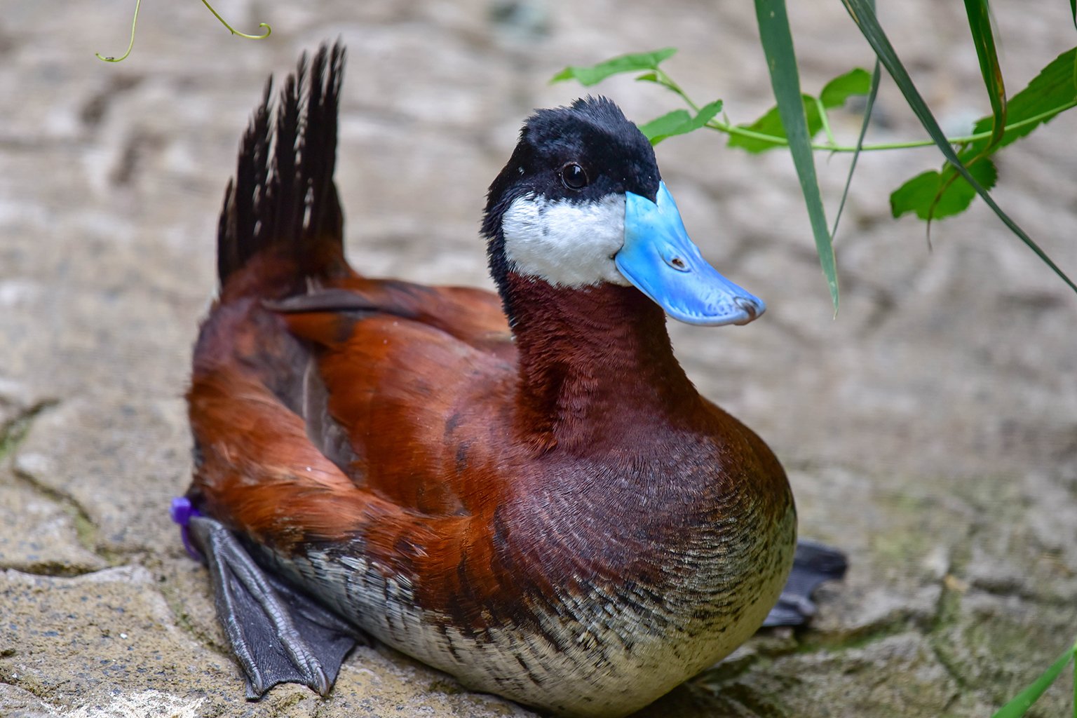 Ruddy Duck