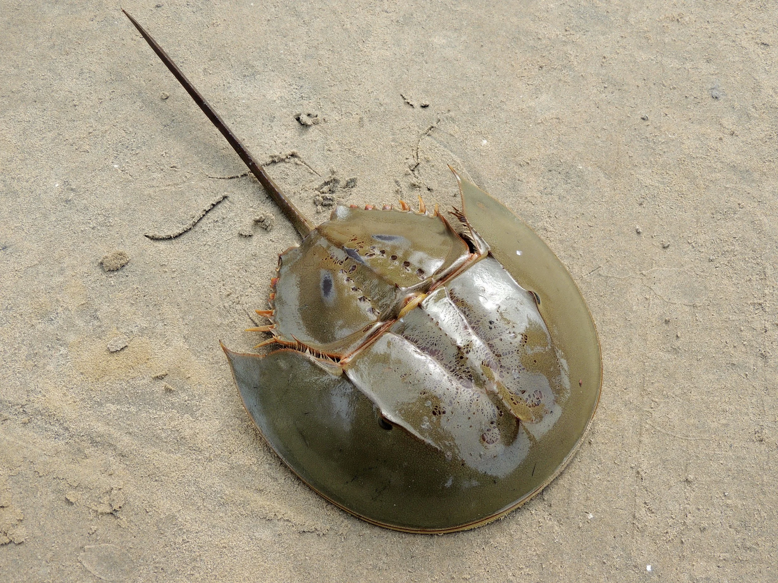 Atlantic Horseshoe Crab
