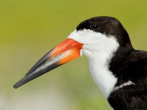 Black Skimmers