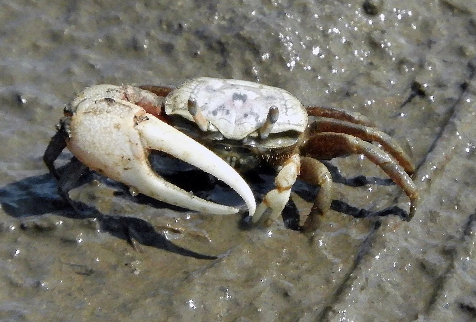 Atlantic Sand Fiddler Crab 