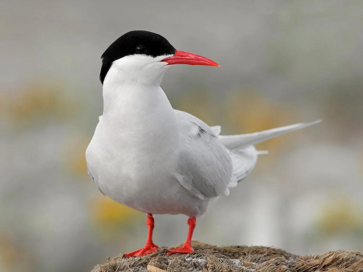 Common Tern