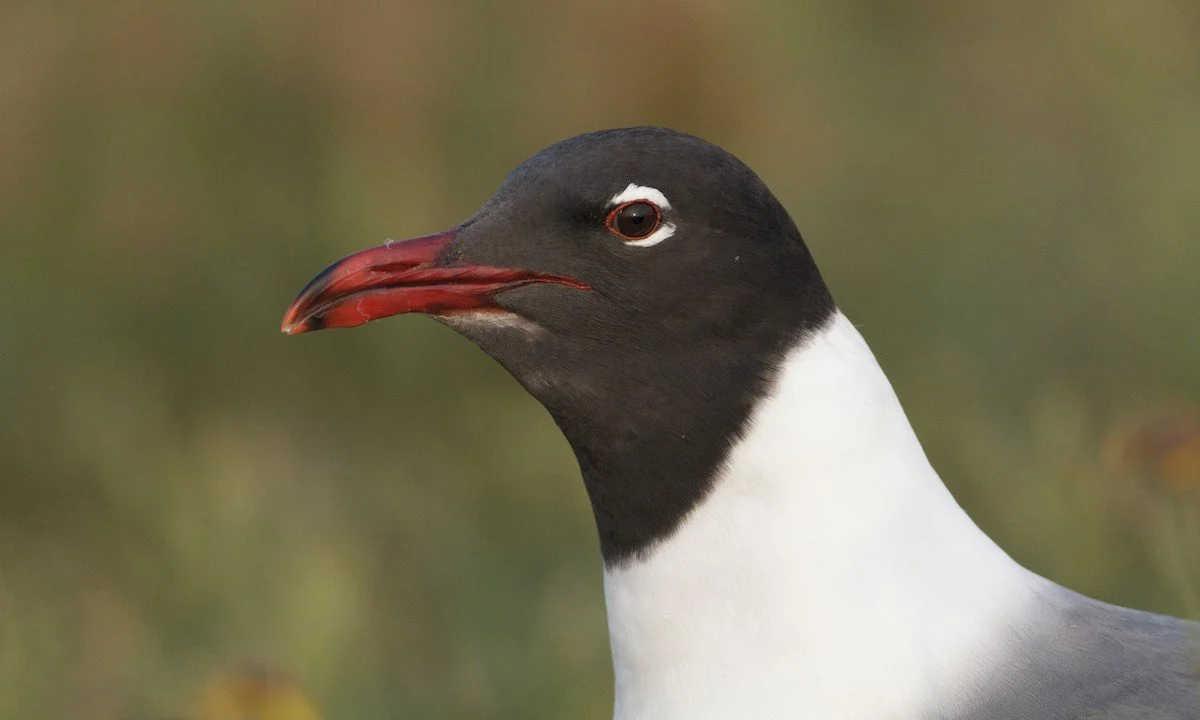 Laughing Gull