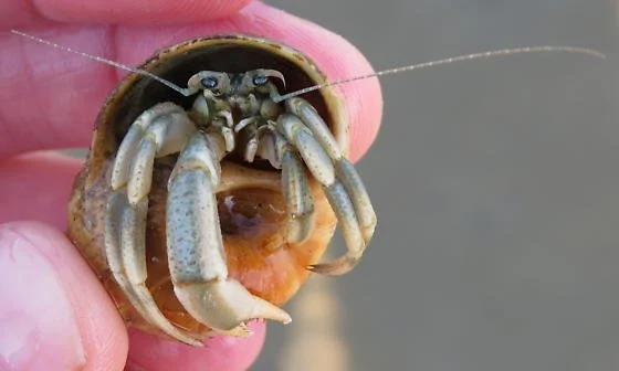Long Claw Hermit Crab 
