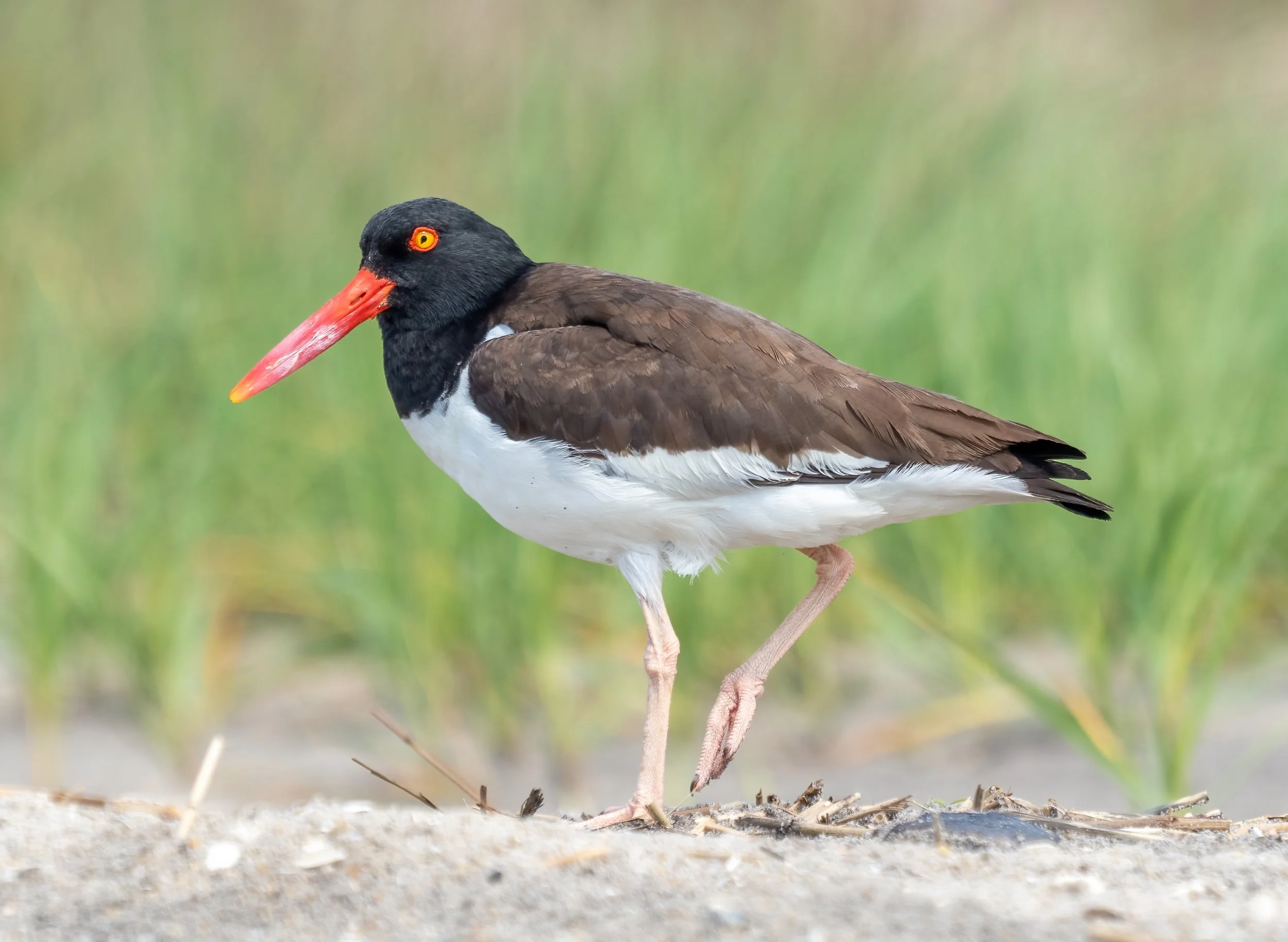 American Oystercatchers