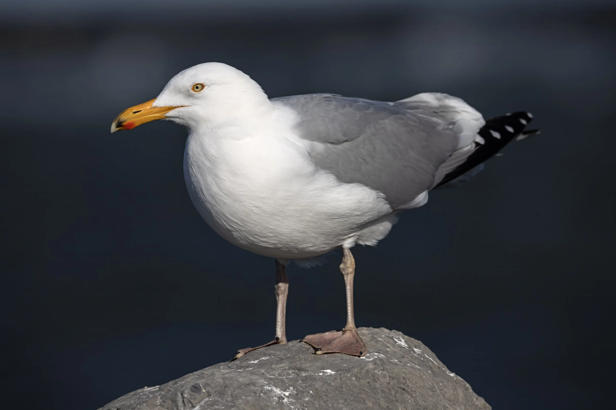 American Herring Gull