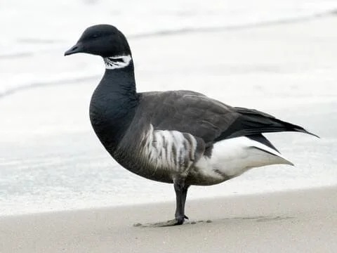 Brandt Goose