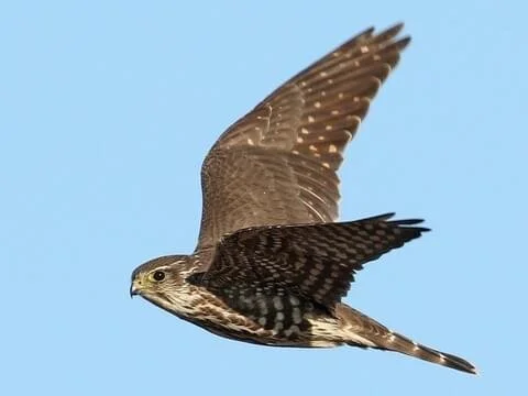Merlin