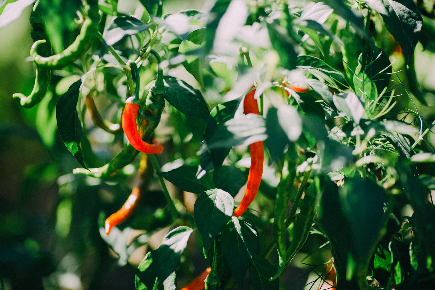 Cayenne peppers.