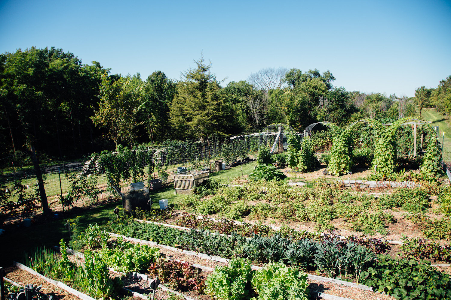 Rows of veggie are surrounded by large trellises of Cucumbers and Squash, and natural mulch.