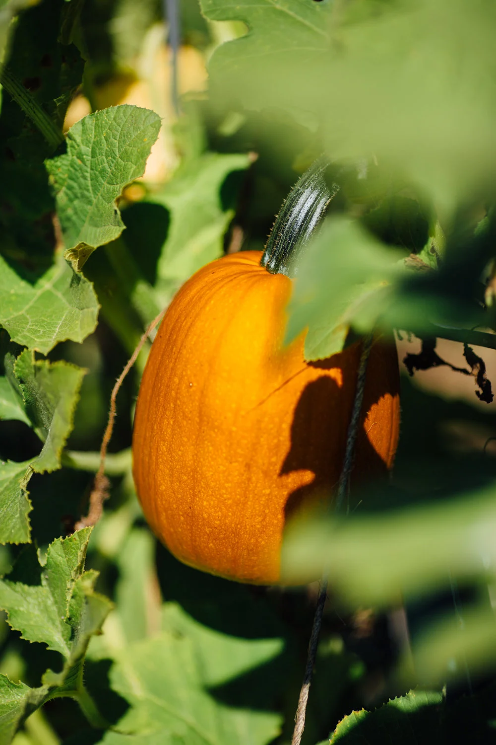 Sugar pumpkins growing up and supported by a trellis of cattle paneling. 