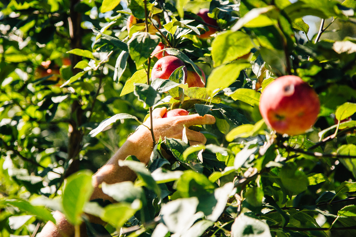 The farm is growing some beautiful Zestar, Frostbite, Honey crisp & Keepsake apples.