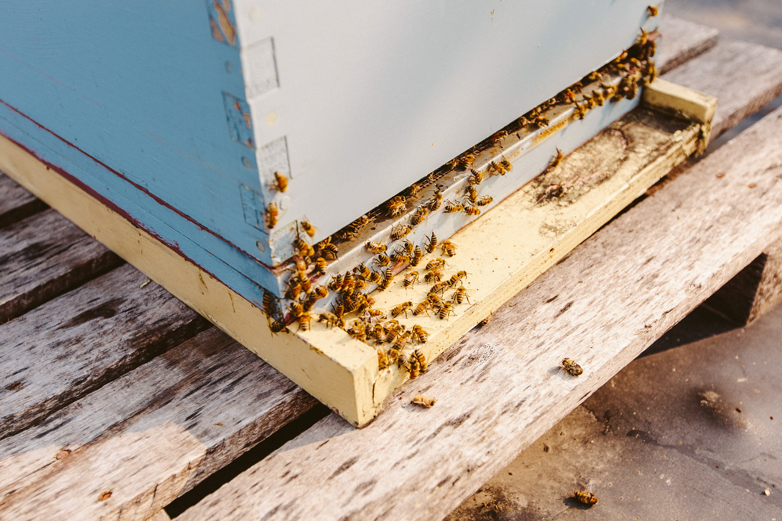 The average beehive will produce 150 pounds of honey annually.