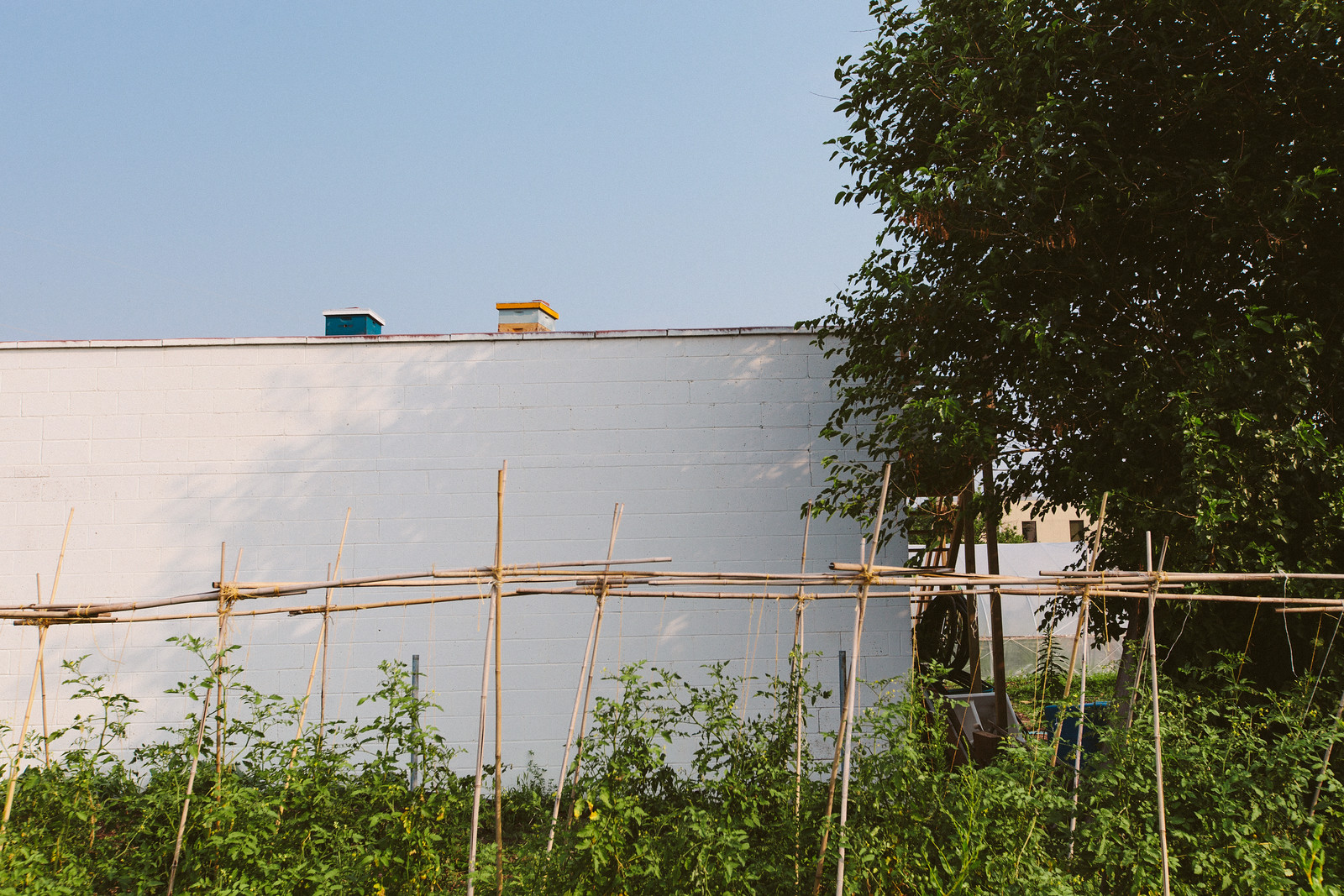 Bees with a view! Bees being kept across the street at the Growing Lots Urban.