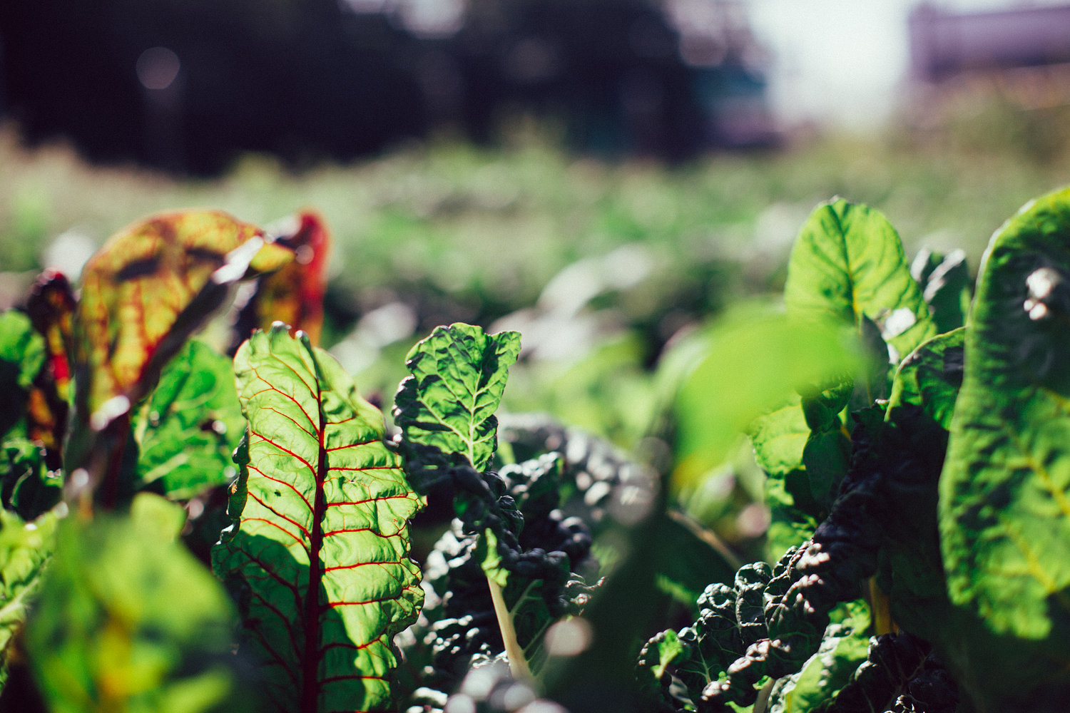 Sunlight shines through the Swiss Chard.