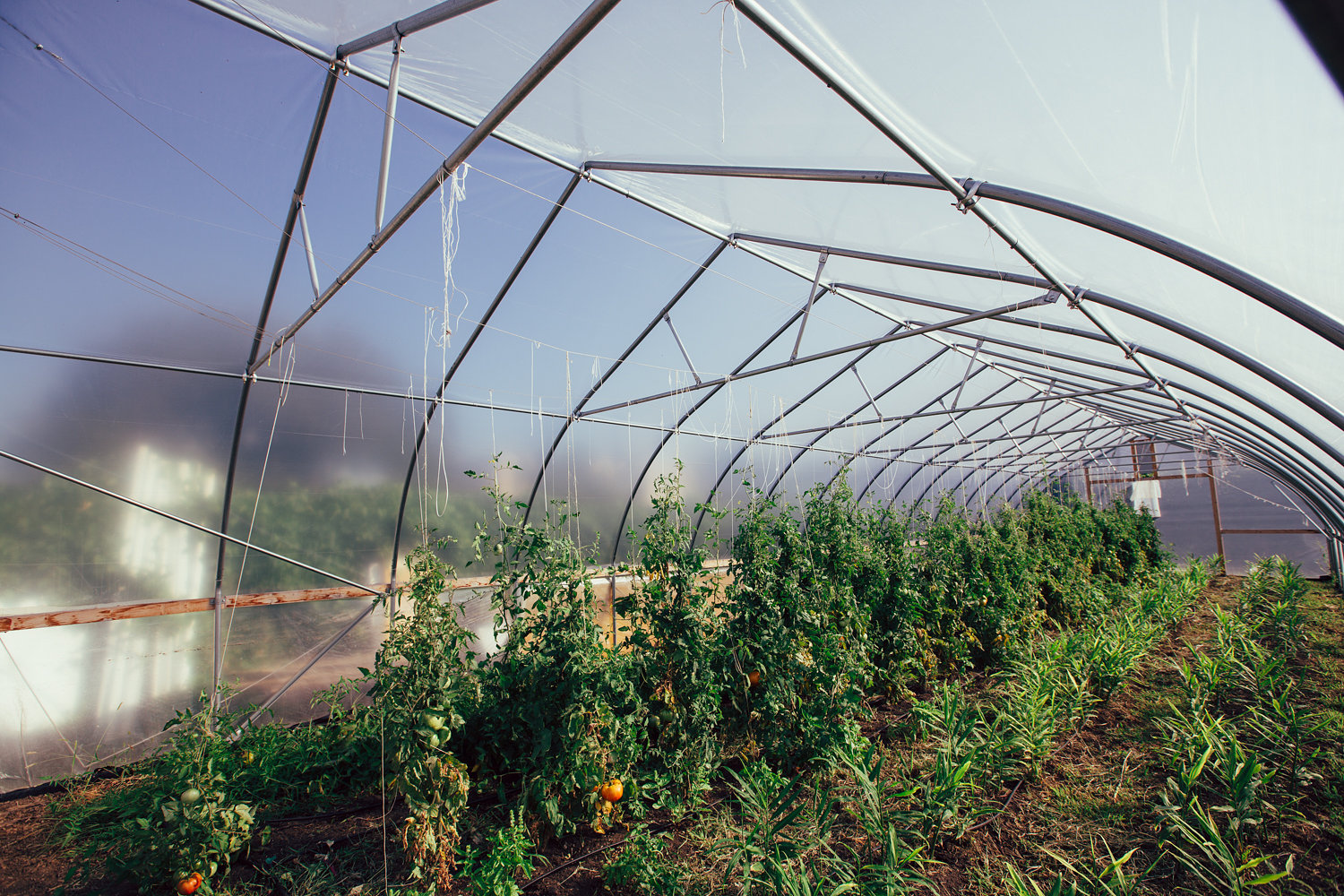Inside the high tunnel and boy does it feel warm! You can see the Ginger crop growing to the right.