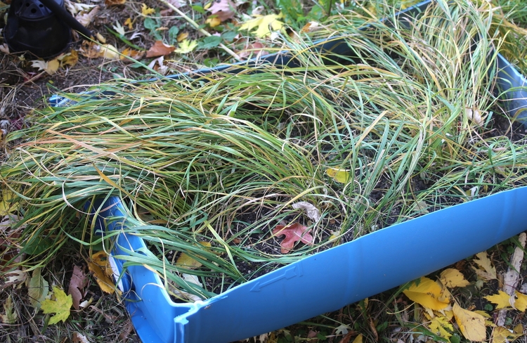Sweet grass grown in a jug my dad cut in half to prevent it from spreading all over.