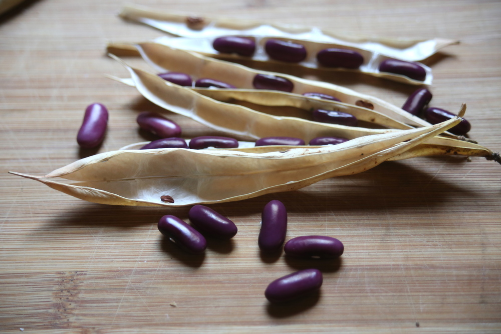 Beautiful seed pods ready for saving.