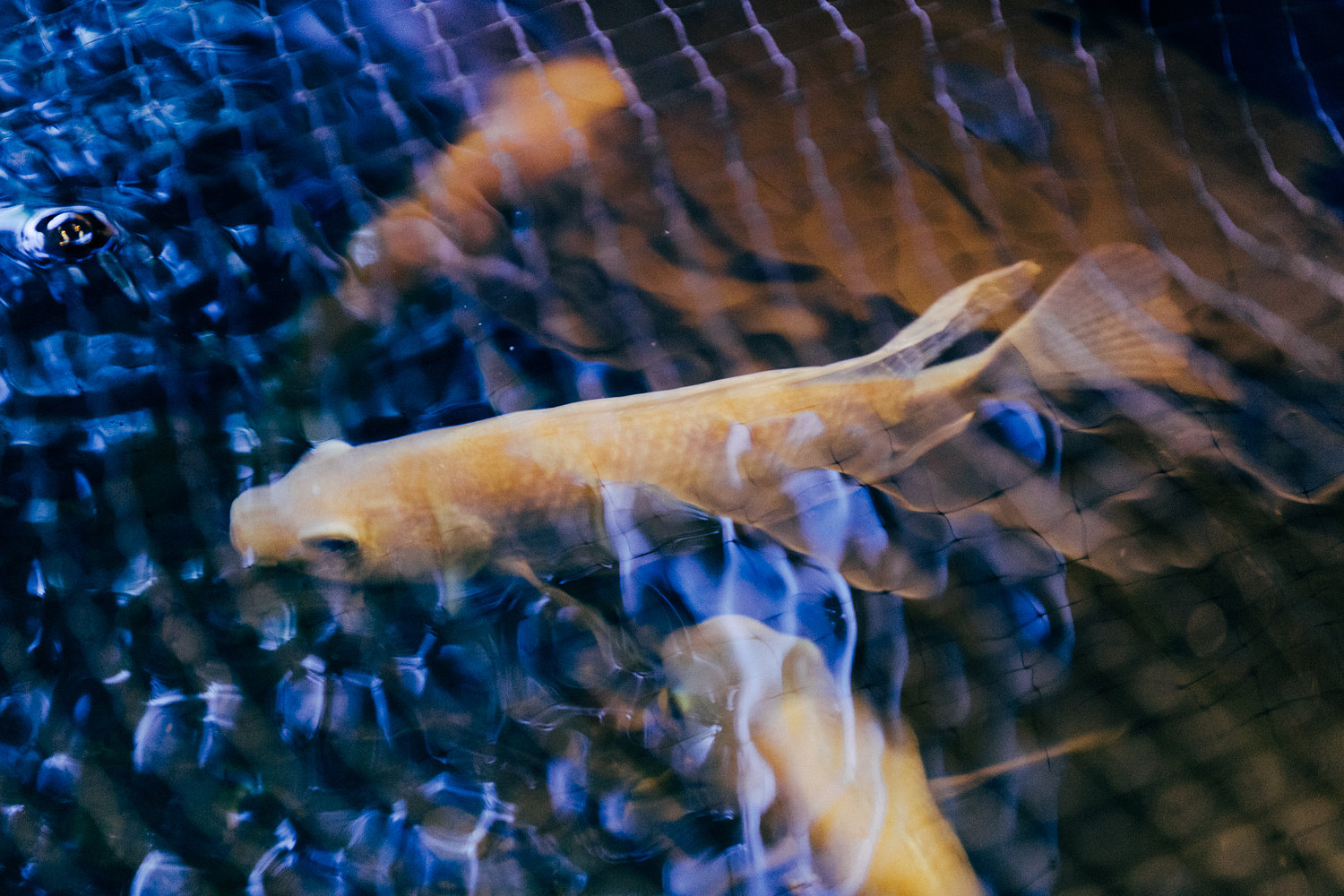 Fish swimming in the Aquaponic system. 